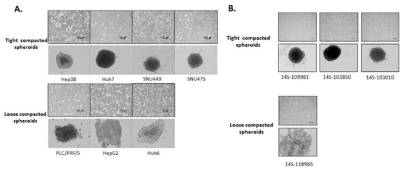 여러 가지 간암세포주(A)와 간암환자유래 일차간암세포(B)를 이용한 구상체의 형성능 및 형태 비교 분석