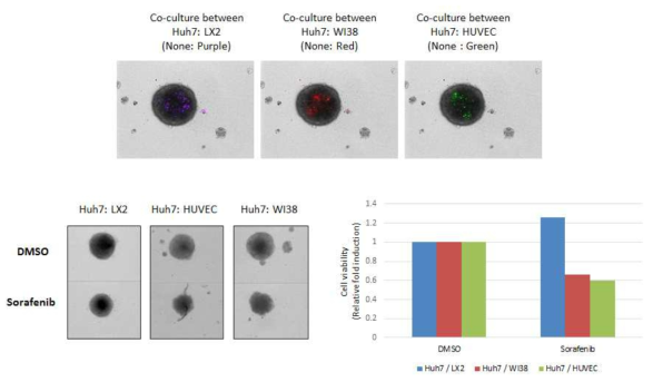 다양한 구성의 다세포성 종양 구상체를 이용하여 소라페닙에 대한 민감성 비교 분석. 간암세포를 섬유아세포(WI38), 간성상세포(LX2), 인간탯줄정맥 내피세포(HUVEC)와 3차원 혼합 배양 후, 소라페닙에 대한 민감성을 구상체의 크기와 resazurin으로 측정하였음.