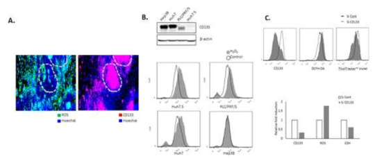 CD133의 발현정도에 따른 산화 스트레스(oxidative stress)에 대한 내성 증가 확인 LCSC 스페로이드의 분화 유도모델을 이용한 활성산소의 축적 분포 관찰(A), CD133의 발현이 다른 간암 세포주에 10mM H2O2 20분 처리 후, 활성산소의 축적을 FACS로 분석한 후, 비교 분석, CD133의 발현 억제에 의한 항산화제의 활성 및 활성산소 축적의 상관성을 FACS로 분석(C).