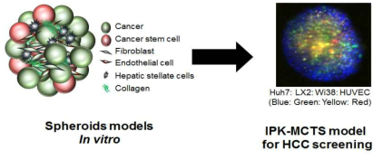 임상과 가까운 종양미세환경을 반영한 IPK 다세포성 종양 구상체 모델.