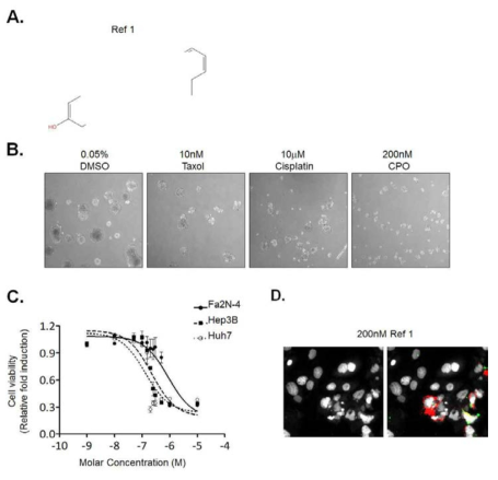 Ref 1의 구조(A)와 종양 줄기세포 스페로이드 형성 억제능(B), 농도에 따른 정상 간세포와 간암세포주의 생존 곡선(C) 및 세포 핵의 모양 변화(D)