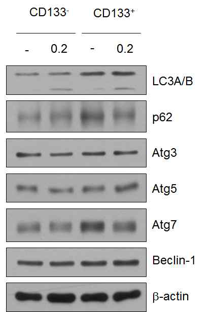 200nM Ref 1을 24시간 처리 후 autophgy 관련 단백질 발현 측정