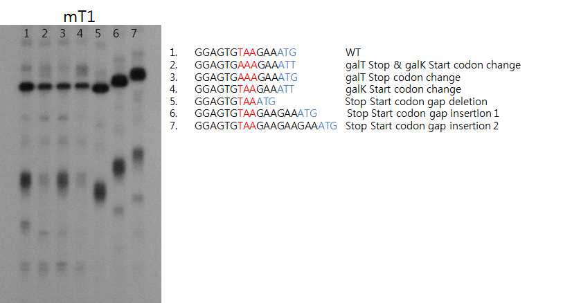 galT Stop 코돈과 galK Start 코돈 사이에 돌연변이를 도입한 mT1 3’ RACE 결과