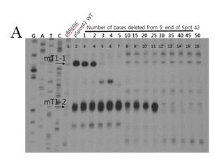 spot 42 돌연변이를 도입한 갈락토스 오페론 mT1 mRNA의 3’RACE