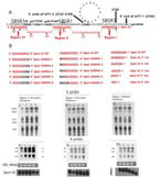 Spot 42 의 각 부위별 돌연변이와 그에 따른 gal operon 의 mRNA 의 Northern blot 결과