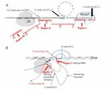 sRNA spot 42 의 galactose 오페론에서의 mT1 mRNA 형성 모델