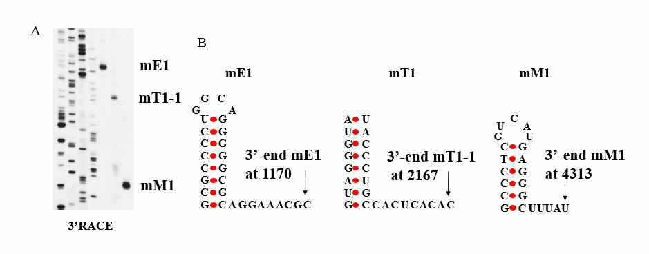 A. 3’RACE를 통한 mE1, mT1, mM1의 3’OH 확인 B. mE1, mT1, mM1의 RNA 이차구조