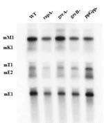 rapA, greA, greB, ppGpp KO mutant 균주에서 수행한 gal 오페론의 Northern blot