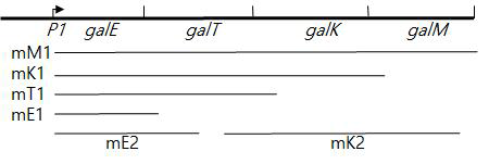 galactose operon 의 mRNA를 모식화한 그림