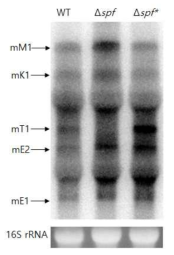 Northern blot in Galactose operon