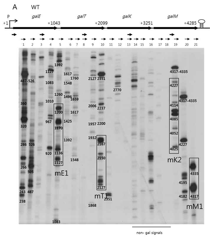 3’ RACE로 Galactose operon 전체를 나타낸 그림