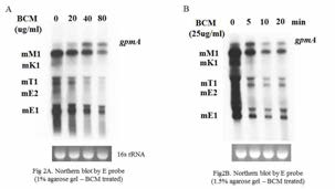 Rho 저해제인 BCM을 처리하여 Rho에 의한 전사종결을 억제한 후 수행한 Northern blot 결과