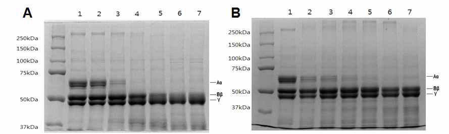 노무라입깃해파리 독소의 농도 (A)와 시간 (B)에 따른 fibrinogen 분해 활성 측정