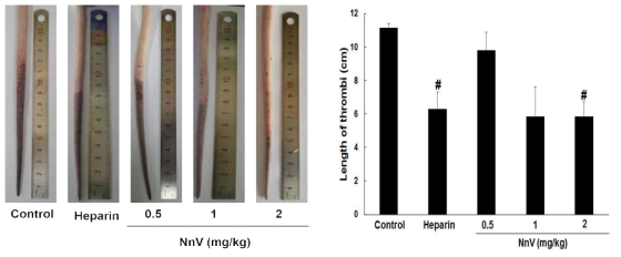 정맥 혈전증 모델을 이용한 NnV의 항혈전 효과 확인