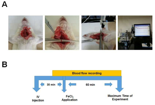 FeCl3을 이용한 동맥 혈전 모델의 실험 과정 모식도