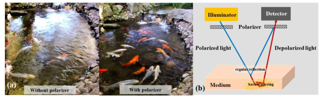 (a) 편광판(polarizer)의 유무에 따른 관찰 가능한 투과 깊이 차이의 예, (b) 교차 편광 시스템의 구성도