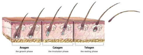 모발의 성장단계