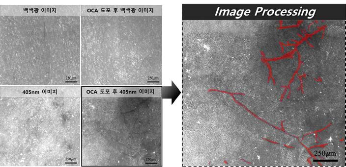 성장기(anagen)의 mouse 피부에 대한 혈관 영상 이미지