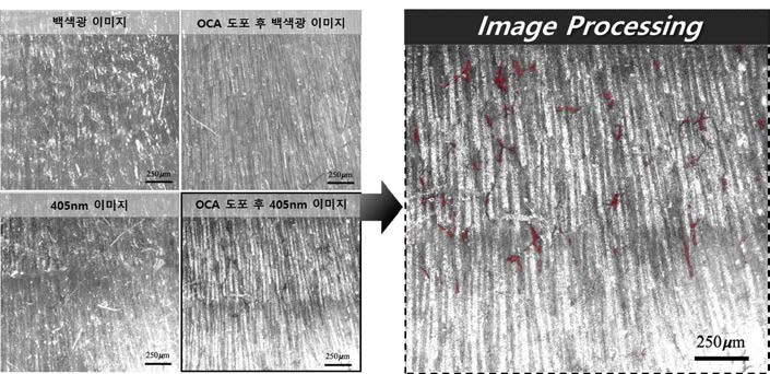 퇴행기(catagen)의 mouse 피부에 대한 혈관 영상 이미지