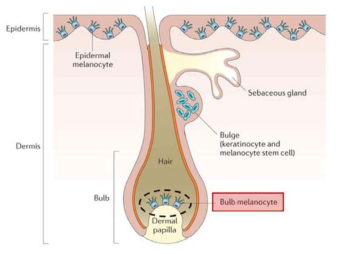 모구의 구조와 멜라닌세포의 위치