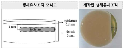 생체유사조직 모식도와 제작된 생체유사조직