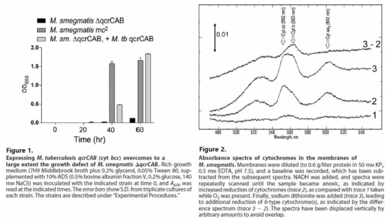 Q203에 사멸하지 않는 M. smegmatis와 M. tuberculosis bc1 complex를 함유한 △qcrCAB(bc1)::hyg‐M. smegmatis의 Q203에 대한 생장력 측정 및 결핵균 bc1 complex의 cytochrome spectra.