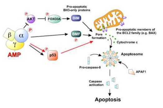 AMPK를 통한 apoptosis 기전