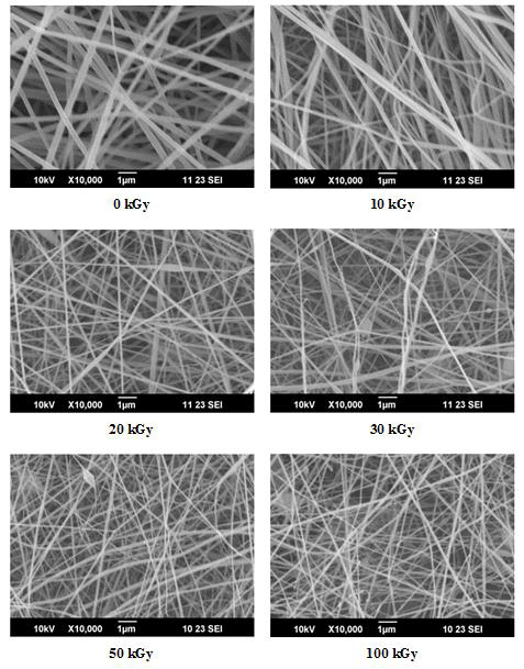 SEM images of the PAN fibers.