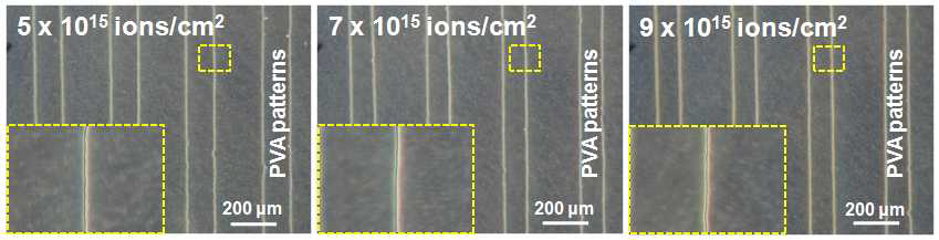 다양한 이온빔 조사량에서 형성된 PVA 패턴들의 광학현미경 사진.