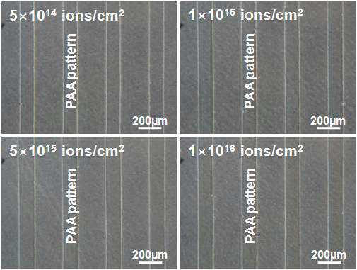 다양한 이온빔 조사량에서 형성된 PAA 패턴들의 광학현미경 사진.