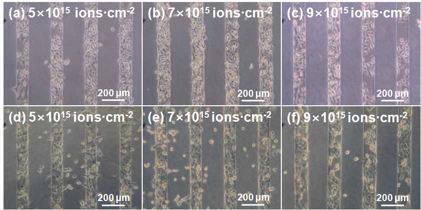 다양한 이온빔 조사량들에서 PVA 패턴이 형성된 PS 기판에서의 세포거동 사진