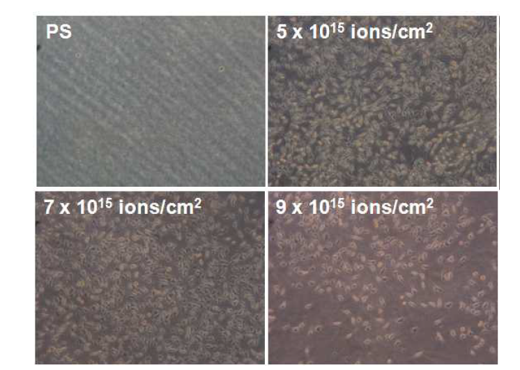 다양한 이온주입조건에서 형성된 PVA 박막 상에서의 L929의 세포 배양 사진.