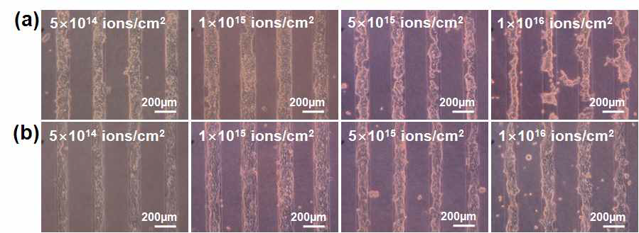 다양한 이온빔 조사량들에서 PAA 패턴이 형성된 PS 기판에서의 세포거동 사진
