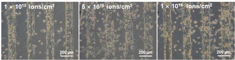 다양한 이온빔 조사량들에서 PSS 패턴이 형성된 PS 기판에서의 H1299 세포거동 사진.