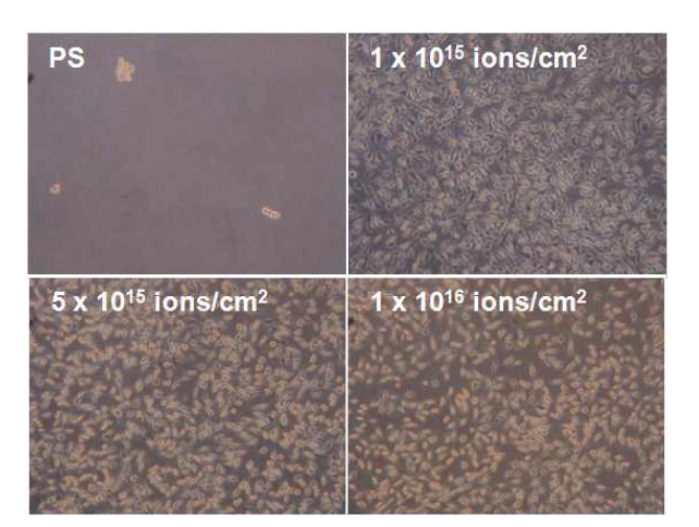 다양한 이온주입조건에서 형성된 PSS 박막 상에서의 L929의 세포 배양 사진.