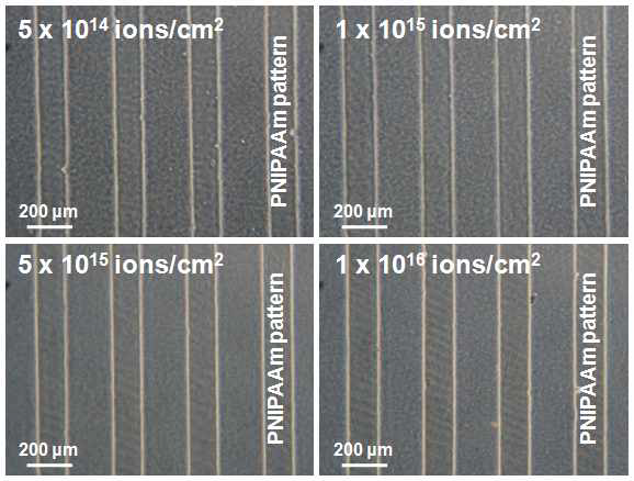 다양한 이온빔 조사량에서 형성된 PNIPAAm 패턴들의 광학현미경 사진.