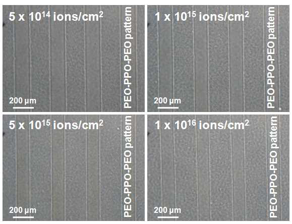 다양한 이온빔 조사량에서 형성된 PEO-PPO-PEO 패턴들의 광학현미경 사진