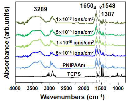 TCPS 기판 및 이온빔 조사량에 따른 PNIPAAm 표면의 FT-IR 스펙트럼.