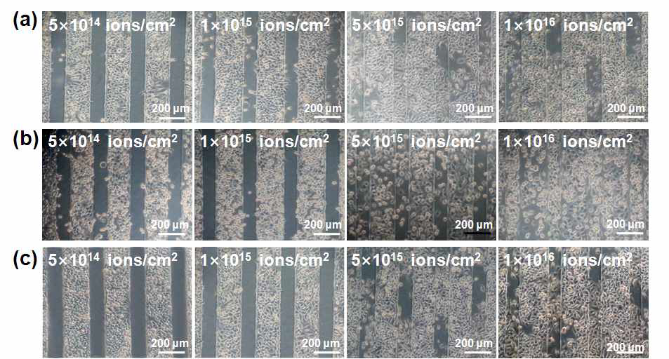 다양한 이온빔 조사량들에서 PNIPAAm 패턴이 형성된 TCPS 기판에서의 세포거동 사진