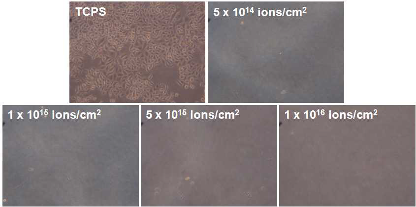 다양한 이온주입 조건에서 형성된 PNIPAAm 박막 상에서의 HeLa의 세포 배양 사진.
