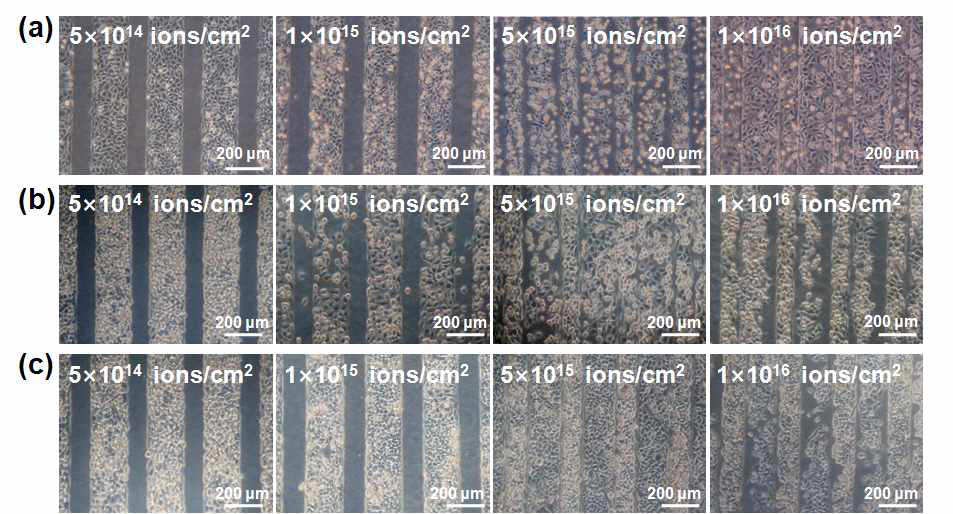 다양한 이온빔 조사량들에서 PEO-PPO-PEO 패턴이 형성된 TCPS 기판에서의 세포거동 사진: