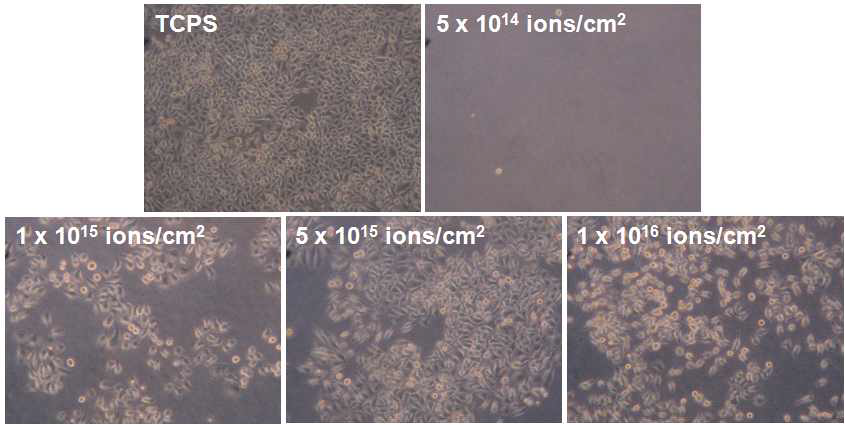 다양한 이온주입조건에서 형성된 PEO-PPO-PEO 박막 상에서의 HeLa의 세포 배양 사진.