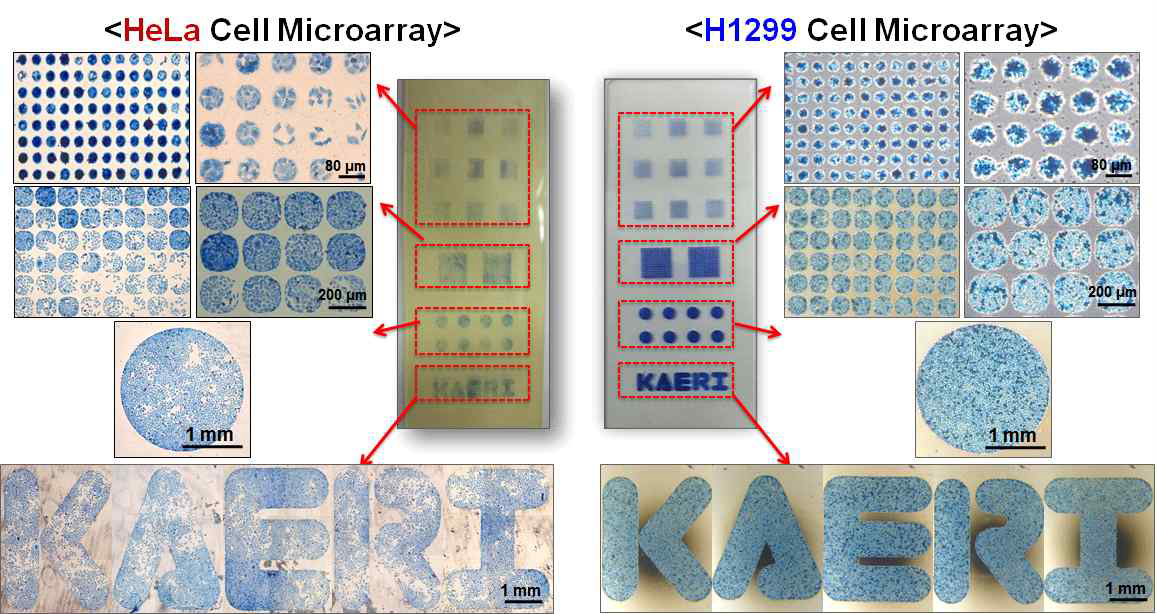 이온빔 전면적 및 선택적 재조사를 통해서 제조된 기판의 세포 마이크로 어레이 형성 평가 결과.