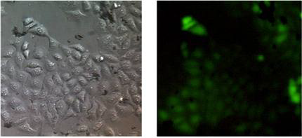 ITO-금-그래핀 나노패턴 위의 형광 단백질 발현 세포