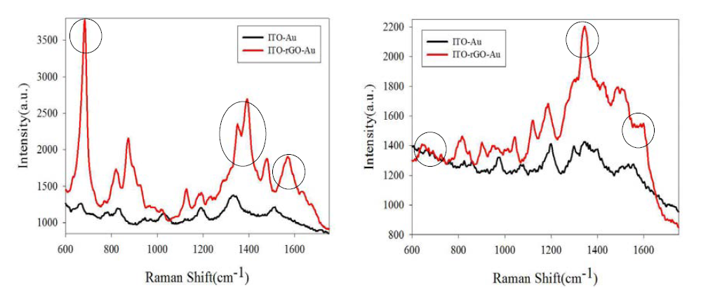 ITO-Au 기판 위에서의 Living HeLa cell(좌), ITO-rGO-Au 기판 위에서의 dead HeLa cell(우)의 SERS 신호 결과.