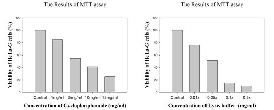 항암제 Cyclophosphamide와 외부자극 물질 Lysis buffer에 대한 세포활성의 MTT assay 결과.