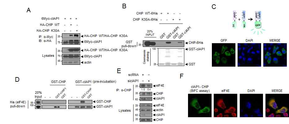 Interaction of eIF4E with CHIP is dependent on cIAP1 and they form a complex