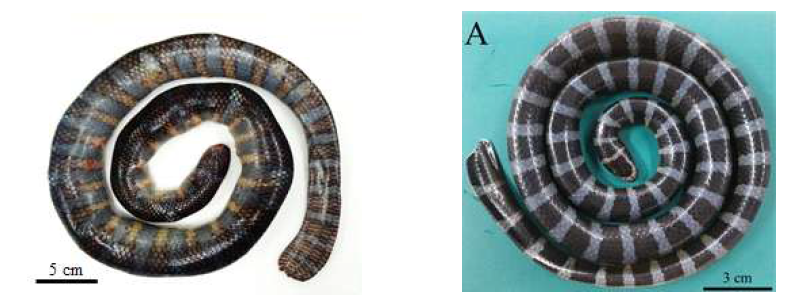 등재된 미기록 종인 넓은띠큰바다뱀(L. semifasciata, 좌)와 좁은띠큰바다뱀(L. laticaudata, 우)