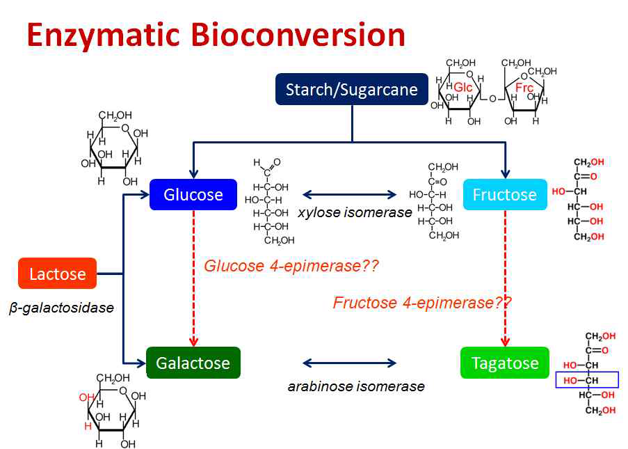 산업적 유용성이 높은 tagatose 생산 관련 목적 효소(arabinose / fucose isomerase,glucose / fructose 4-epimerase).