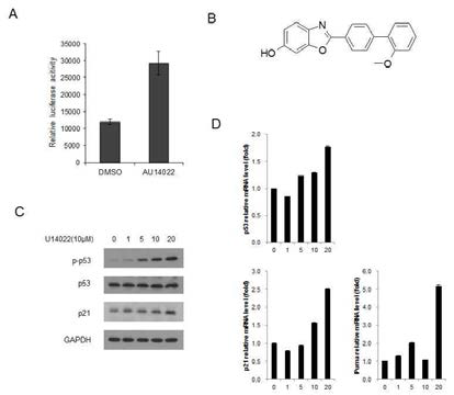 US14022화합물의 p53활성화 효과